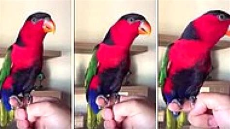 İ­ç­i­n­e­ ­Ş­i­r­k­e­t­ ­T­e­l­e­f­o­n­u­ ­K­a­ç­m­ı­ş­ ­P­a­p­a­ğ­a­n­d­a­n­ ­2­ ­F­a­r­k­l­ı­ ­Ç­a­l­m­a­ ­T­o­n­u­